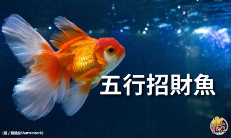 招財魚